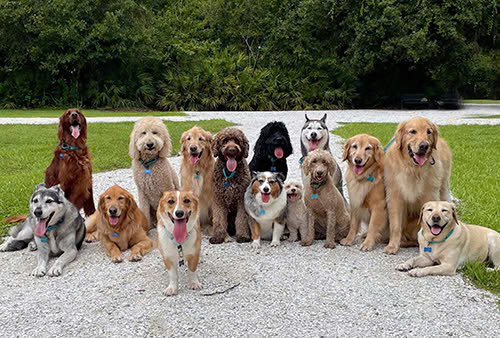 Doggy nghĩa là gì và các chủng loại chó