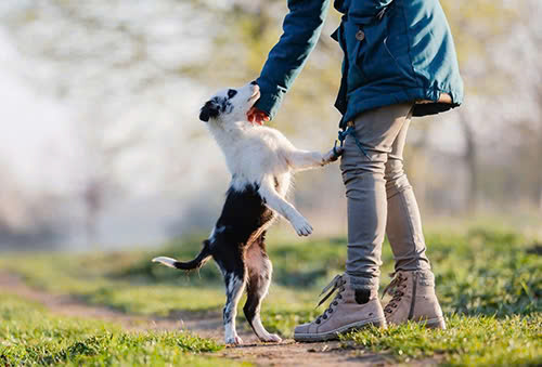 Doggy nghĩa là gì và sự kết nối giữa người với chó