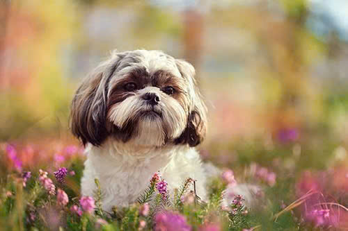 Tìm hiểu Doggy nghĩa là gì